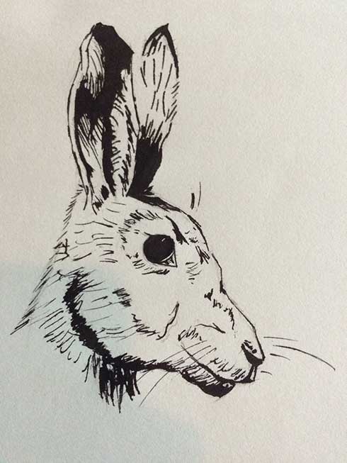 Hare